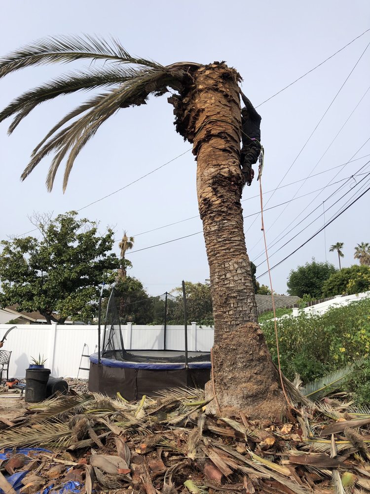 Morales Landscape and Tree Service