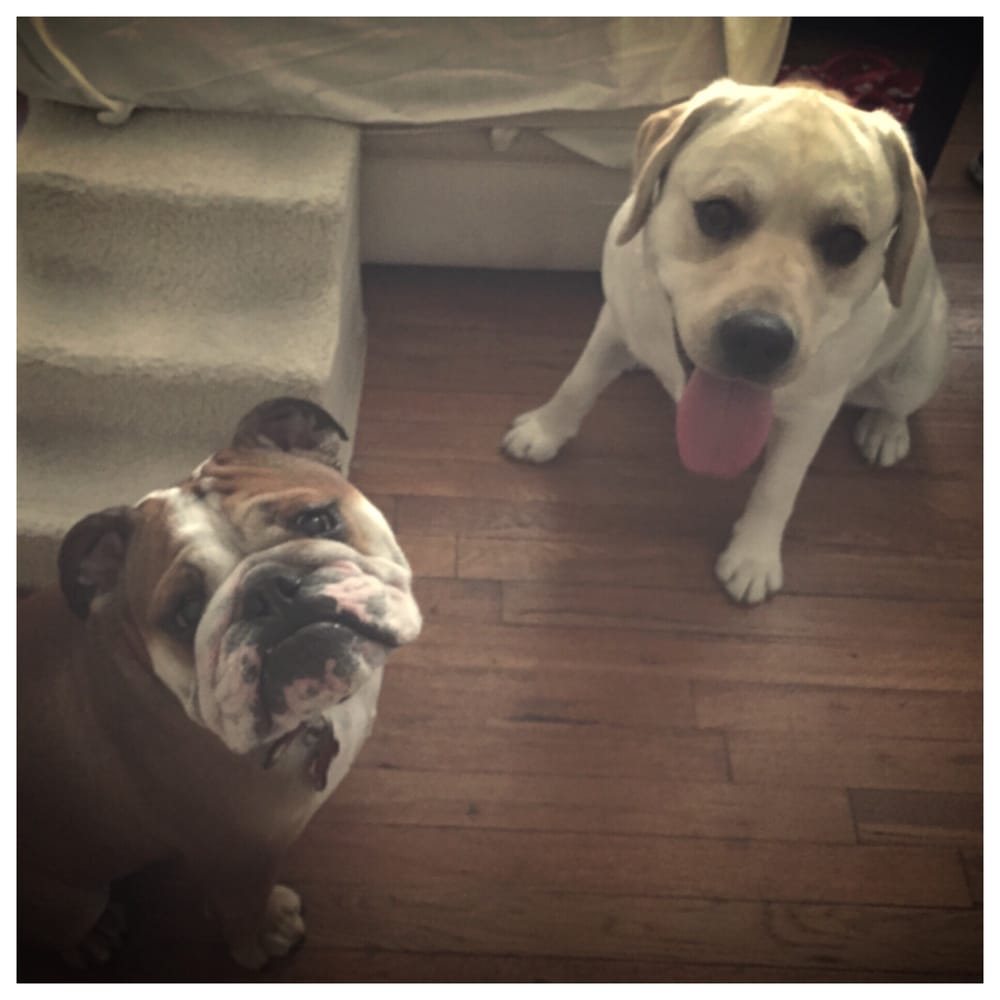 Happy Paws Boston 16 Reviews Dog Walkers South Boston, South