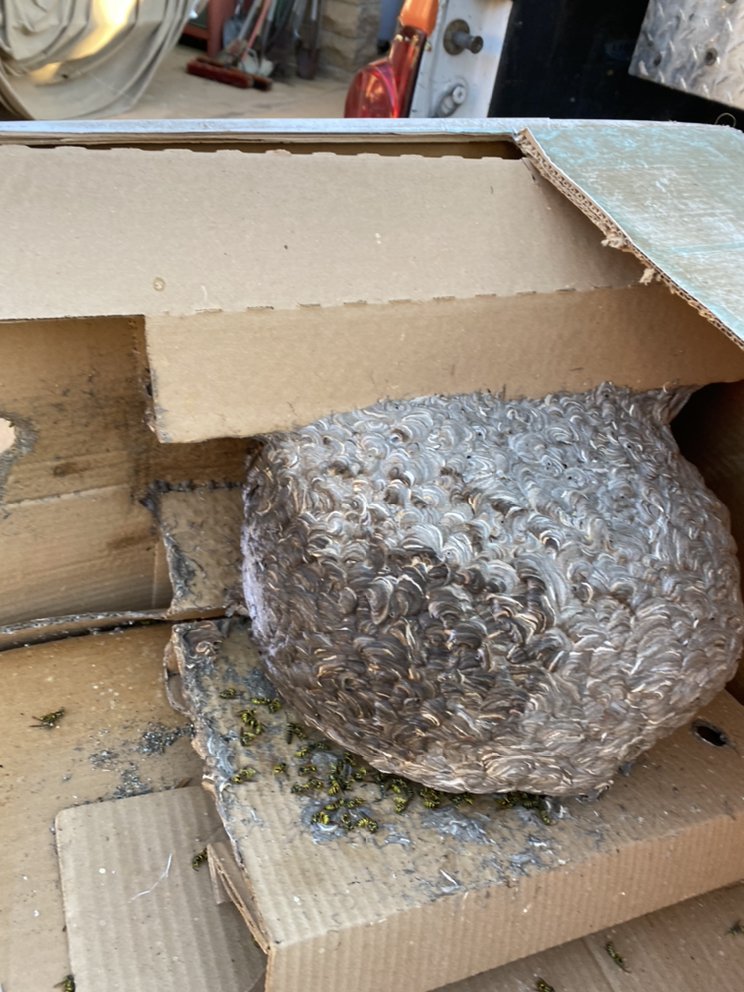 Aliza's Bee Removal