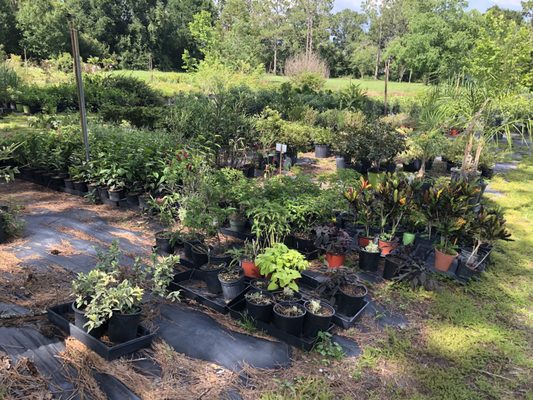 Green Acres Nursery 1378 Bunnell Rd Apopka Fl Nurseries Mapquest