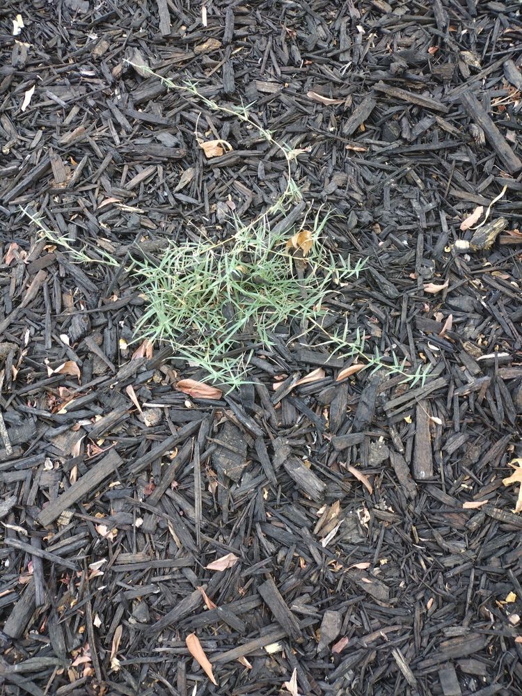 Hearn Landscaping