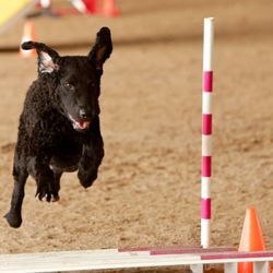 dog training st petersburg fl dog training st petersburg fl