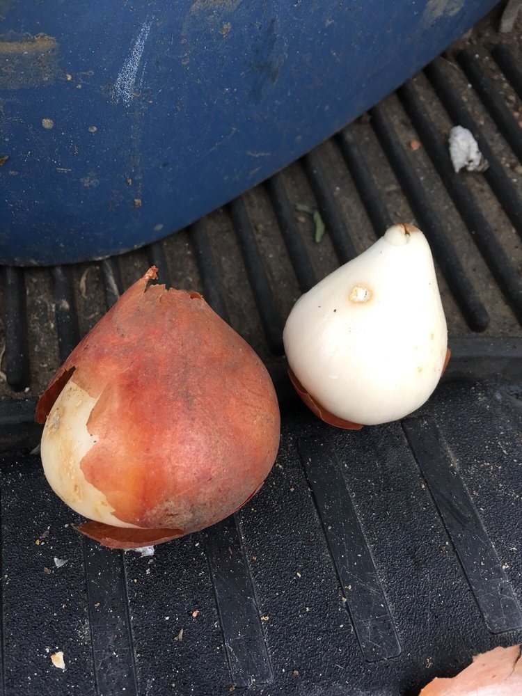 Colorblends Wholesale Flowerbulbs