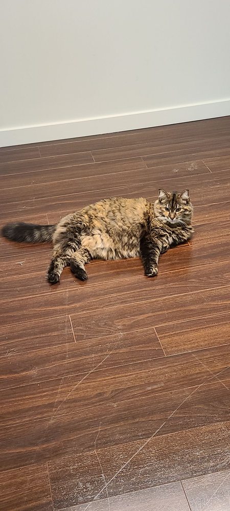 Presto Flooring Company