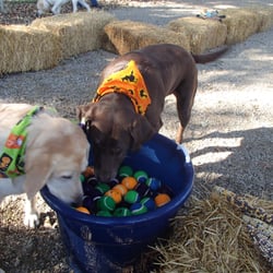 clearview pet care centre pet sitting reviews omaha clearview pet care centre pet sitting reviews omaha