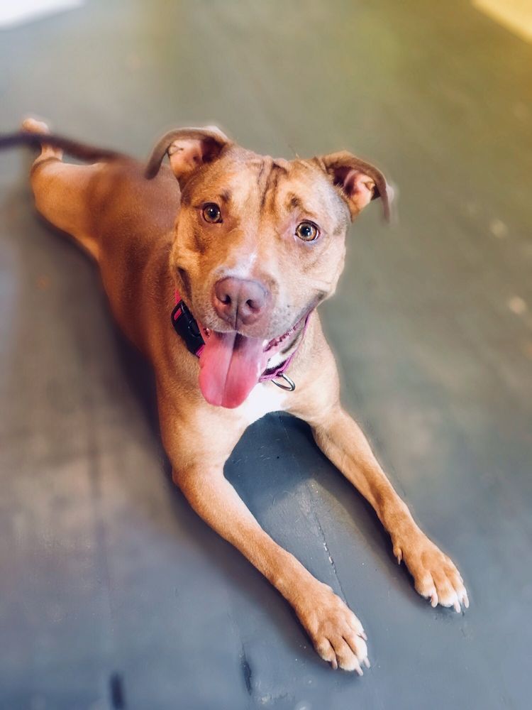 Seattle Animal Shelter