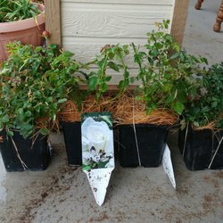 Jackson Perkins 26 Reviews Nurseries Gardening 2 Fl Photo Of Jackson Perkins Hodges Sc United States The One With