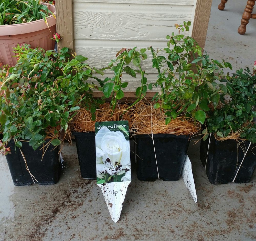 Jackson & Perkins 18 Reviews Nurseries & Gardening 2 Floral Ave