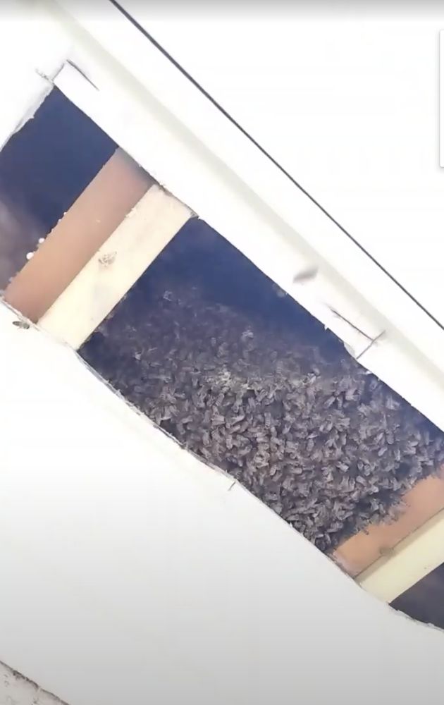 Bee Removal NC