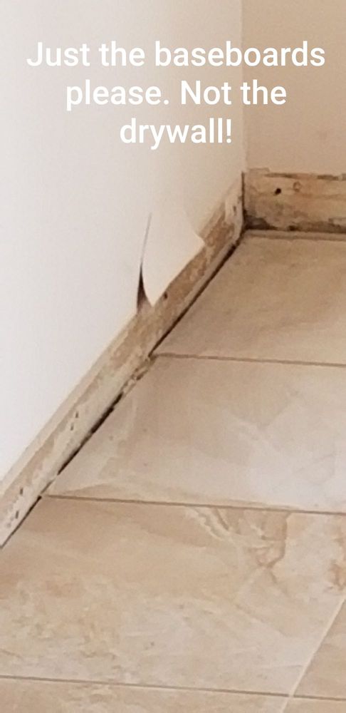 image of business Dolphin Carpet