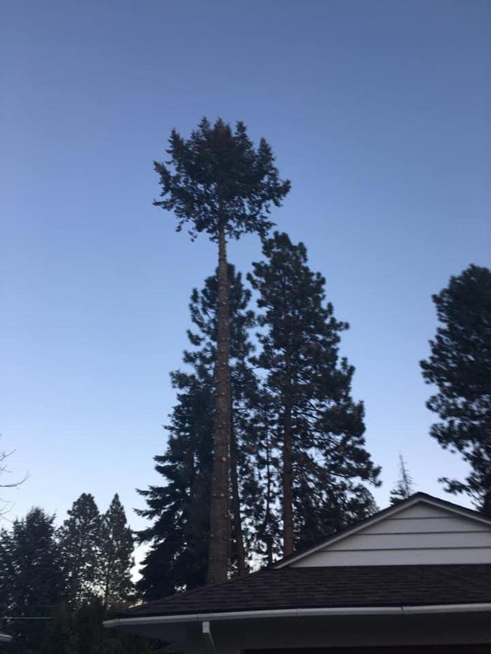 Curtis Point Tree Service