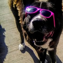 pet care center slauson