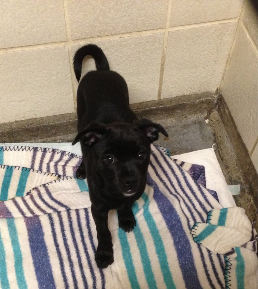 Kitsap Humane Society 11 Photos & 19 Reviews Animal Shelters 9167