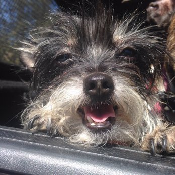 Wigglewag Training Dog Care Services Wigglewag Training Dog Care Services