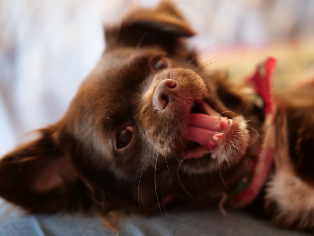 Triple Focus Photography 