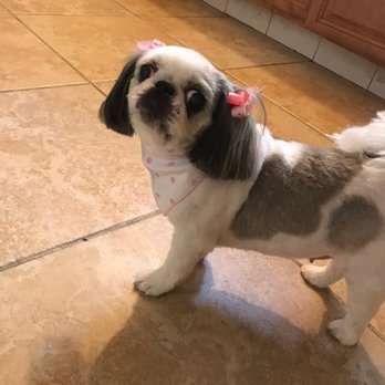 A Glamour Pet Grooming Spa Elizabeth Nj A Glamour Pet Grooming Spa Elizabeth Nj