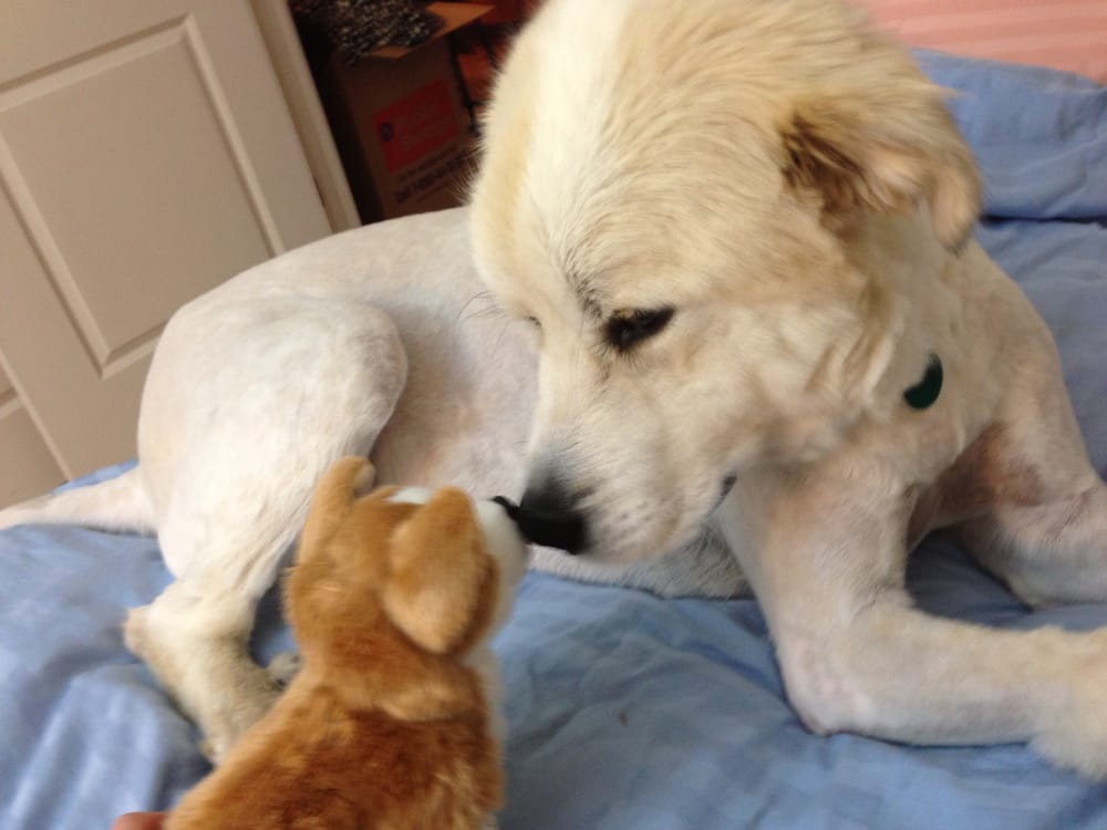 Big Fluffy Dog Rescue Review Big Fluffy Dog Rescue Review
