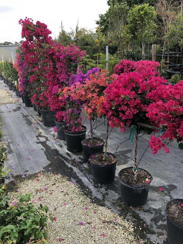 Battista Farms