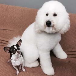 dog groomers toledo ohio dog groomers toledo ohio