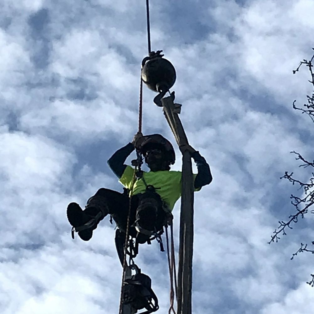Roseville Treescapes
