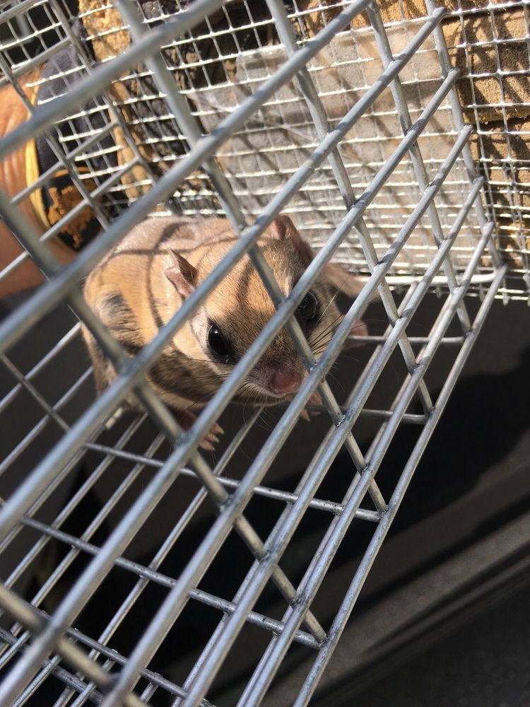 Critter Control