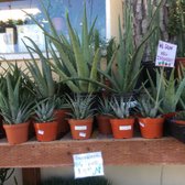 Green Gardens Nursery 129 Photos 139 Reviews Nurseries Photo Of Green Gardens Nursery San Go Ca United States