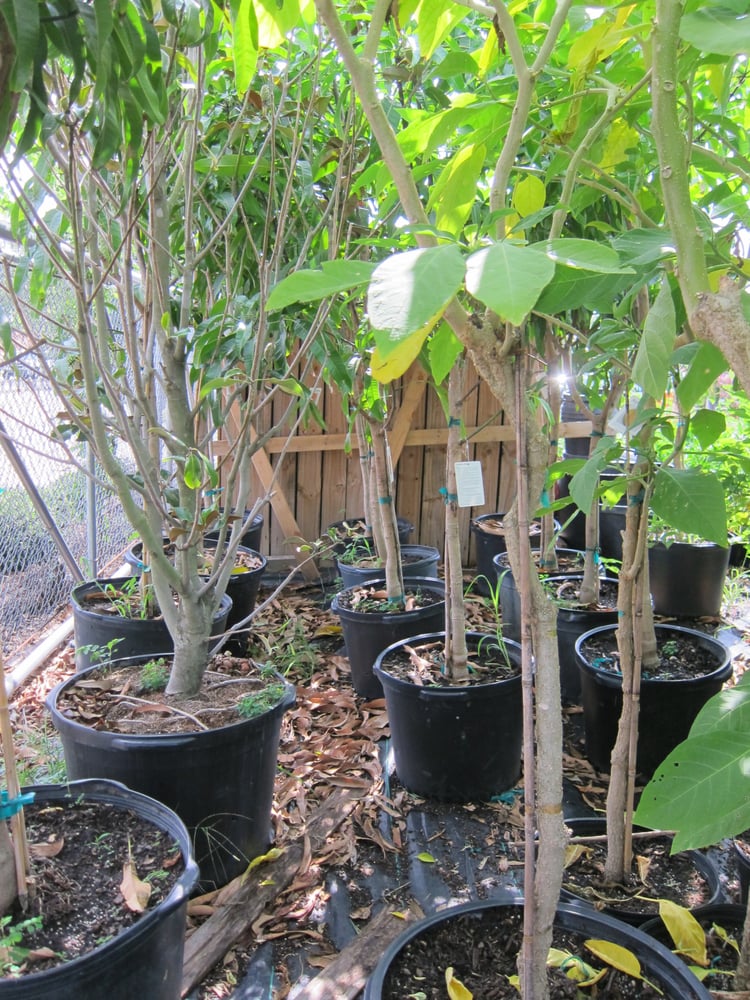 Tons Of Fruit Trees Yelp Photo Of Jrn Nursery 2 Houston Tx United States Tons Fruit