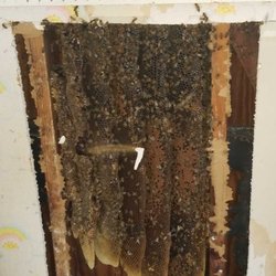 Bee Safe Removal 14 Photos Pest Control San Antonio Tx Photo Of Bee Safe Removal San Antonio Tx United States Hive