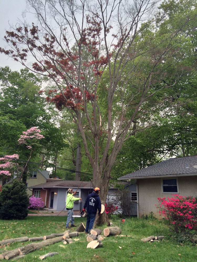 Frank Parenti Tree Service