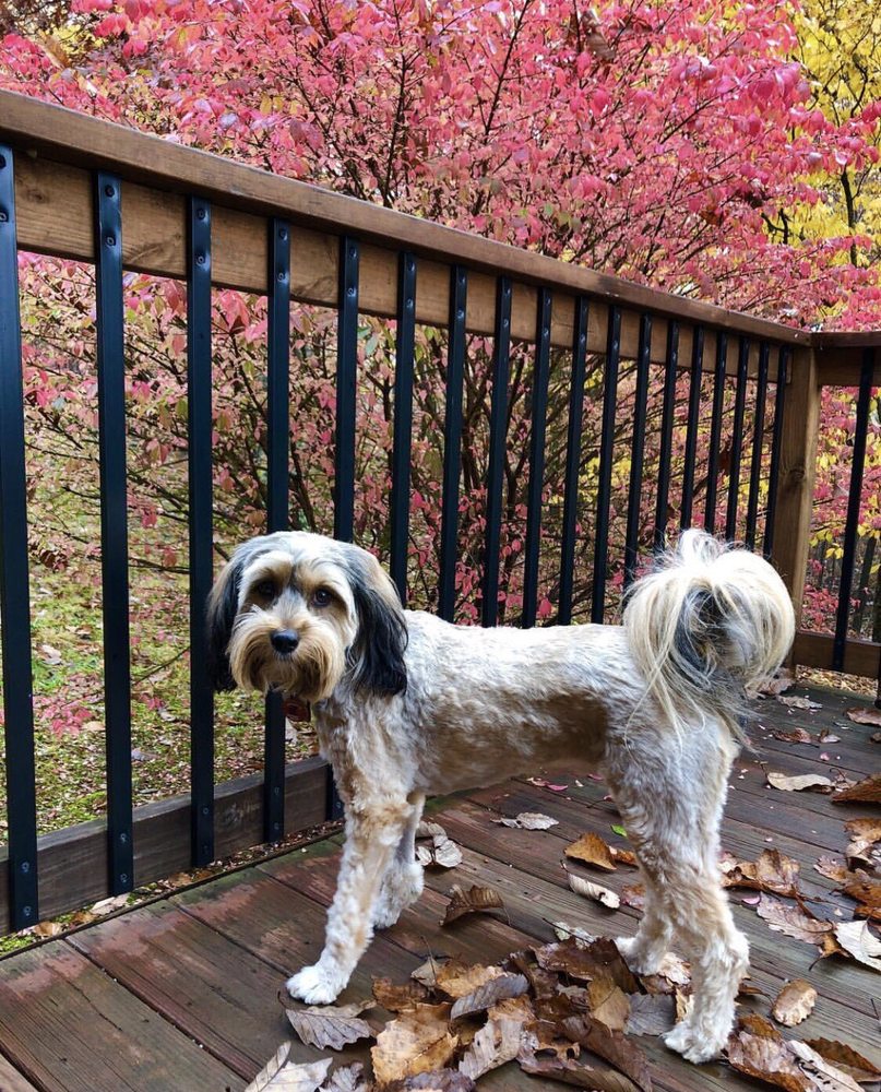 BoneJour Mobile Dog Grooming Salon 18 Photos Pet Groomers 1100 Hobbs Rd, Greensboro, NC