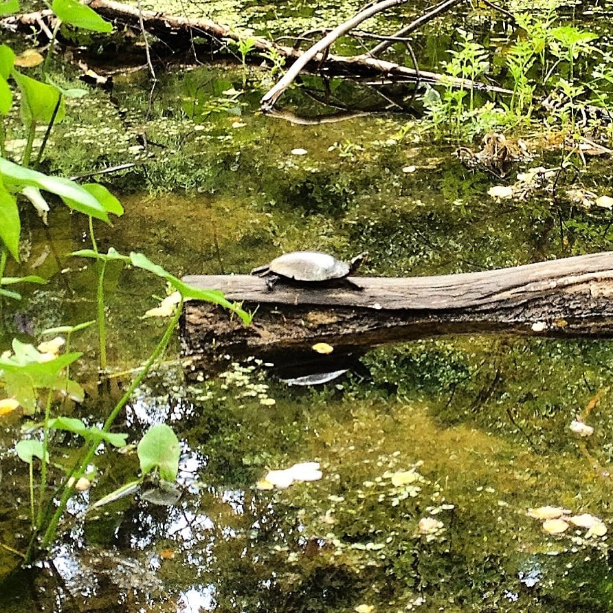 Dora Kelley Nature Park