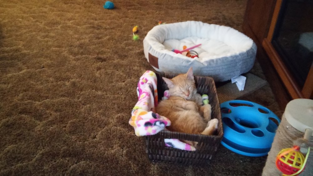 Paws and Whiskers Cat Shelter Animal Shelters 32 Hillwyck Dr