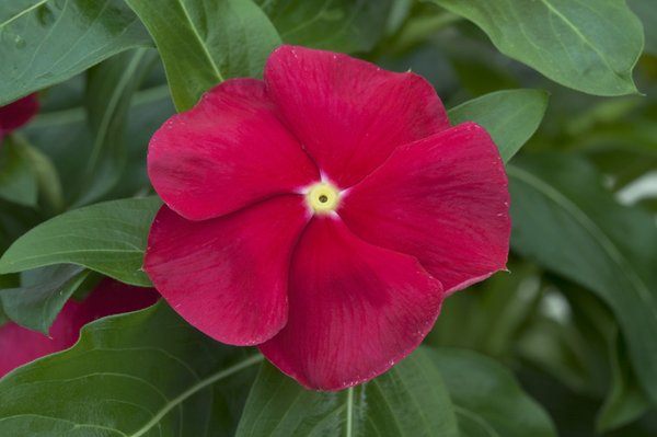 Calloway S Nursery Denton 1601 Dallas Dr Tx Nurseries Calloway S Nursery Denton 1601 Dallas Dr Tx Nurseries Mapquest