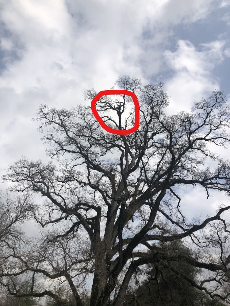 Lone Oak Tree Service
