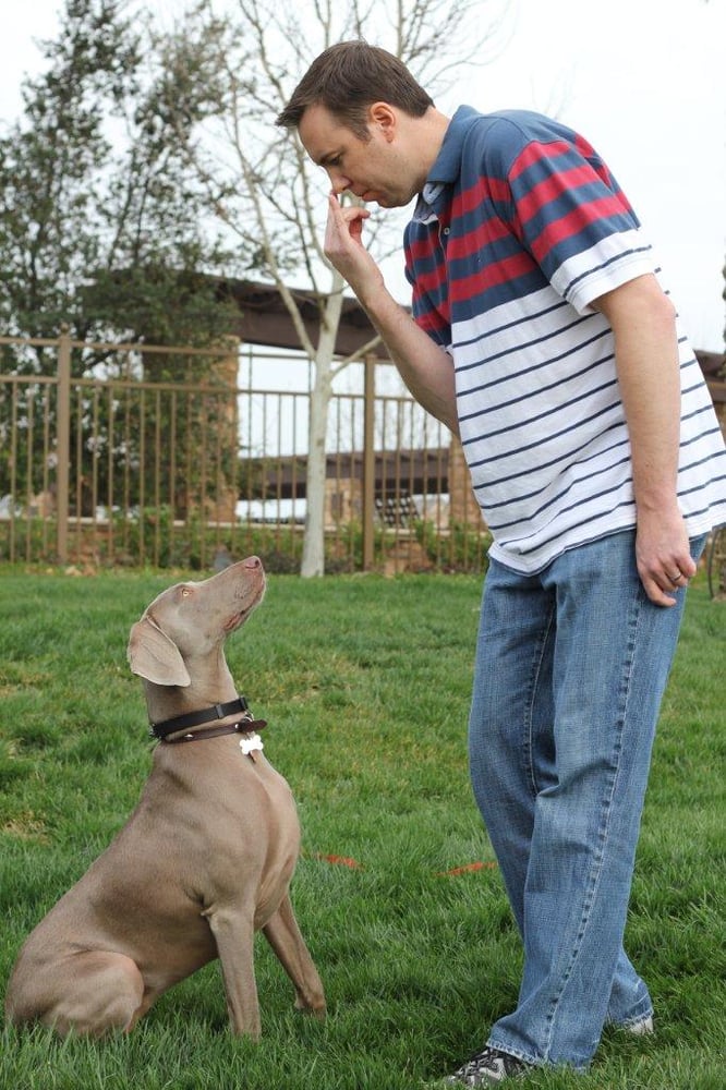 how to become a dog trainer in california how to become a dog trainer in california