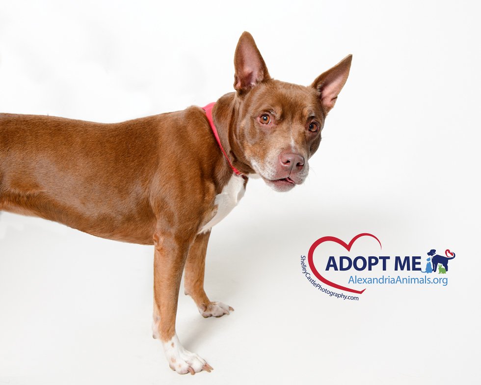 Animal Welfare League Of Alexandria