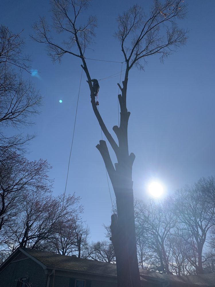 Jackson Tree Expert Company