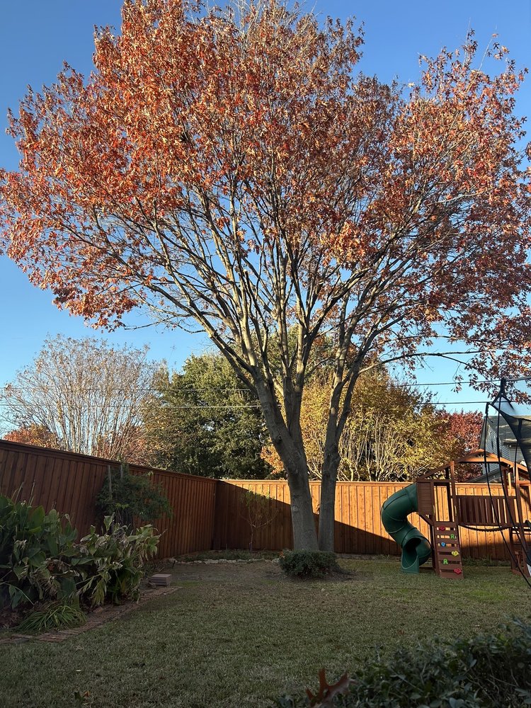S Green Tree Services