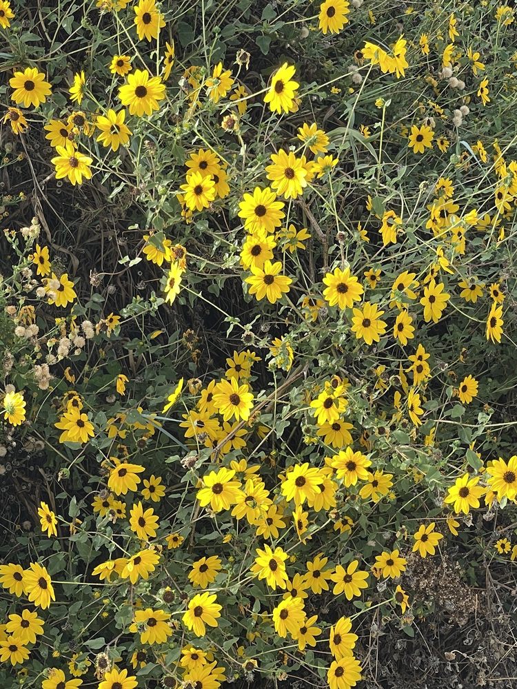Galveston