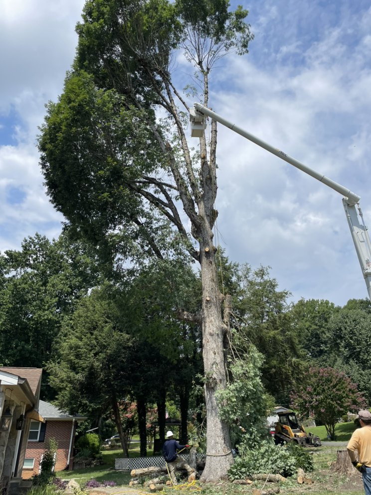 Teo Tree Service