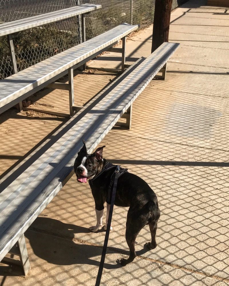 Woodglen Vista Dog Park