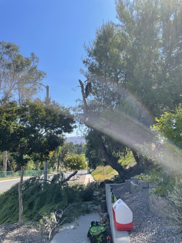 Monkey Business Tree Service