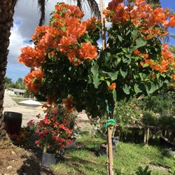 All About Gardens Nursery 34 Photos Nurseries Gardening 2350 Photo Of All About Gardens Nursery Davie Fl United States