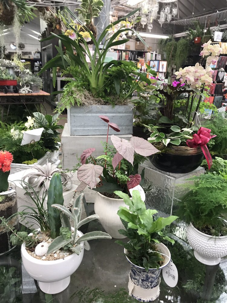 Succulent Arrangements Yelp Photo Of Orchard Nursery Florist Lafayette Ca United States Succulent Arrangements