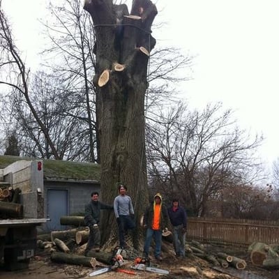Arbor Tree Specialists - Last Updated June 15, 2017 - Tree Services