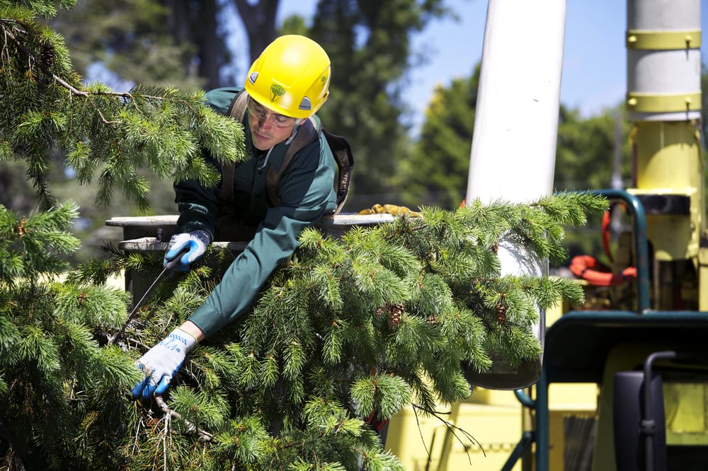 Bartlett Tree Experts