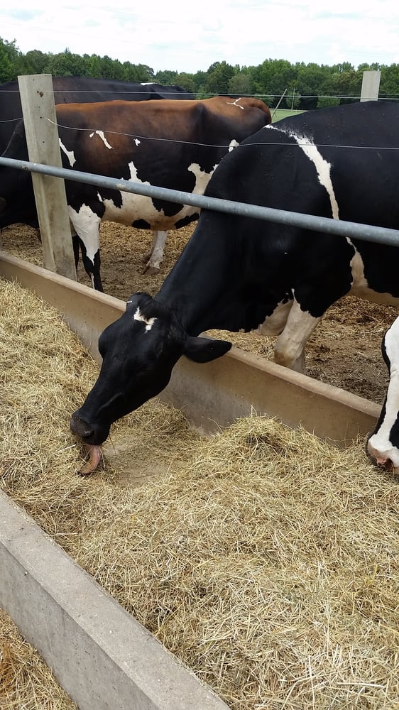 Happy Cow Creamery - 20 Photos & 10 Reviews - Grocery - 332 McKelvey Rd