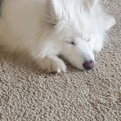 american eskimo dog washington state the whole pup 11 photos u0026 14 reviews pet sitting 21010 70th american eskimo dog washington state the whole pup 11 photos u0026 14 reviews pet sitting 21010 70th