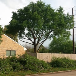 Garcia S Professional Tree Service 61 Photos 75 Reviews Photo Of Garcia S Professional Tree Service Houston Tx United States The Back
