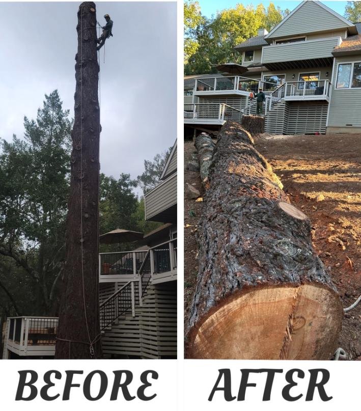 Alcazar Tree Service